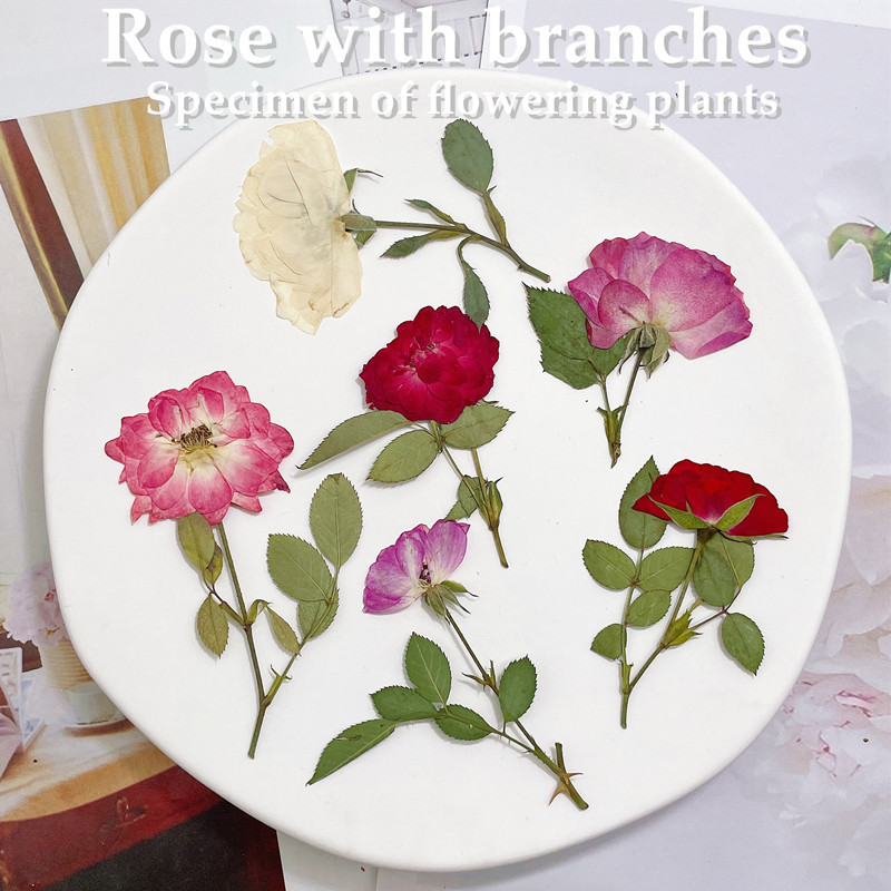 12 pièces, Branches de roses n - Wedding Card Box avis et prix