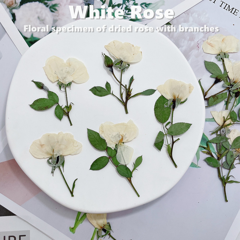 12 pièces, Branches de roses n - Wedding Card Box avis et prix